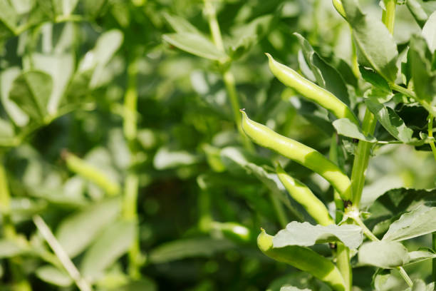 istock Fava beans growing in a garden 1170483288