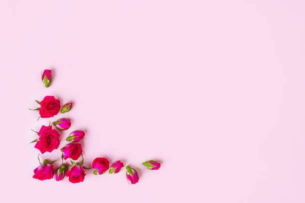 istock Beautiful roses on pink background, top view. 1170483801