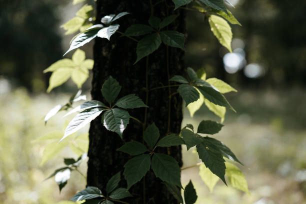 istock wild grapes with green leaves braided tree 1170485226