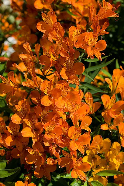 Alstroemeria aurea in sunlight.