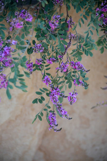 Pink purple Australian Indigo flowers, Indigofera australis, family fabaceae, cascading down a sandstone wall Widespread in woodland and open forest in New South Wales, Queensland, Victoria, South Australia, Western Australia and Tasmania. indigo plant photos stock pictures, royalty-free photos & images
