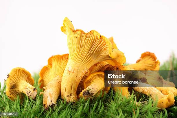 Foto de Chanterelles Em Moss e mais fotos de stock de Amarelo - Amarelo, Branco, Cantarelo