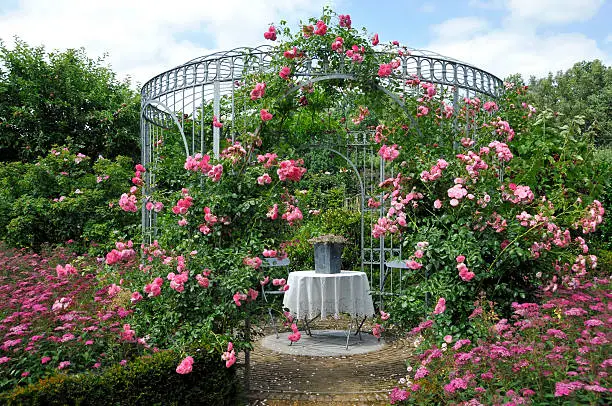 Metal gazebo  with climbing roses in a summer garden.