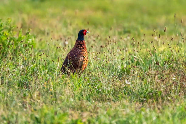 istock Male pheasant in morning sunlight in pasture. 1170488295