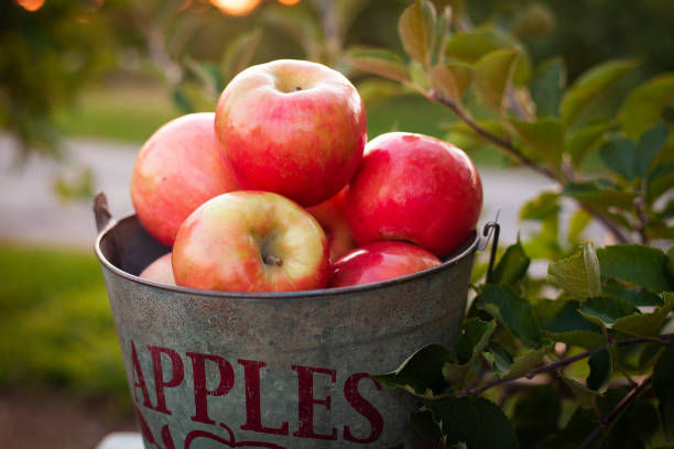 Honeycrisp apples in metal picking bucket. Apples in metal picking bucket in apple orchard up close apple orchard photos stock pictures, royalty-free photos & images