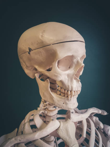 istock Human skull isolated on dark background. 1170488786