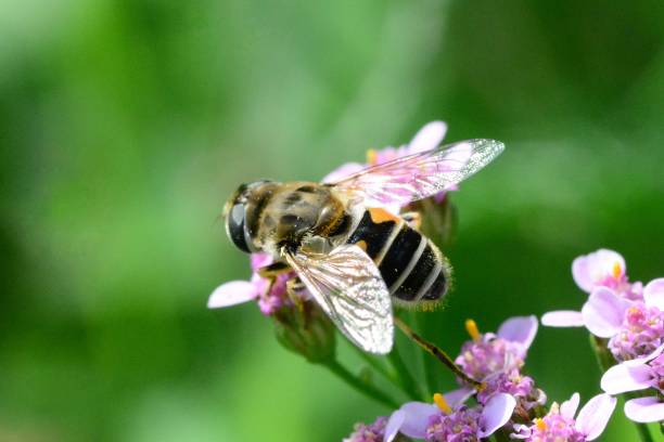 hoverfly (właśc. - hoverfly nature white yellow zdjęcia i obrazy z banku zdjęć