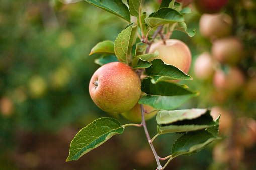 Autumn fruits. Ripe organic apples on branch. Autumn Fruits