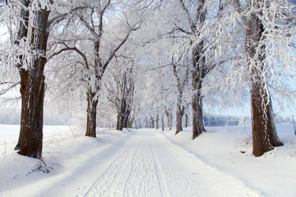 istock wintry landscape scenery with road way and alley 1170492089