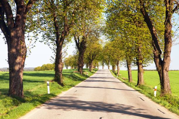istock spring time aley of  horse-chestnut 1170492366