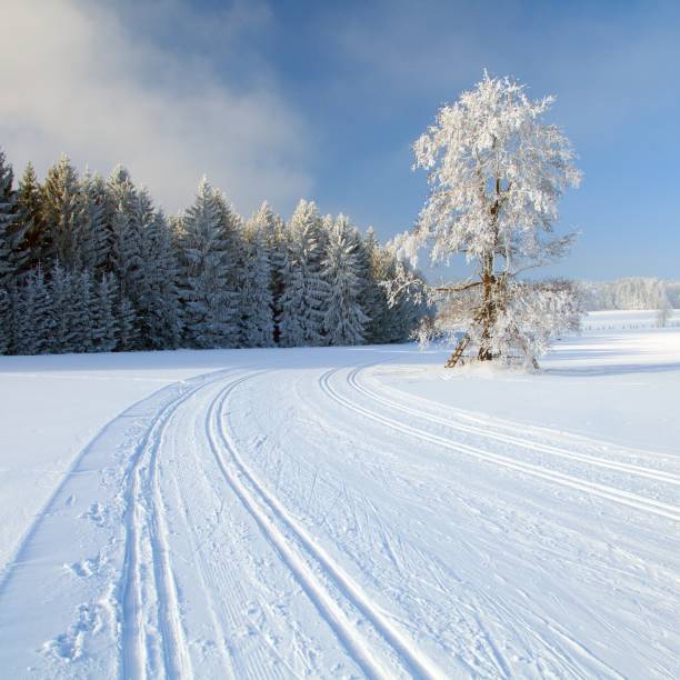 Picturesque view of the winter coniferous forest