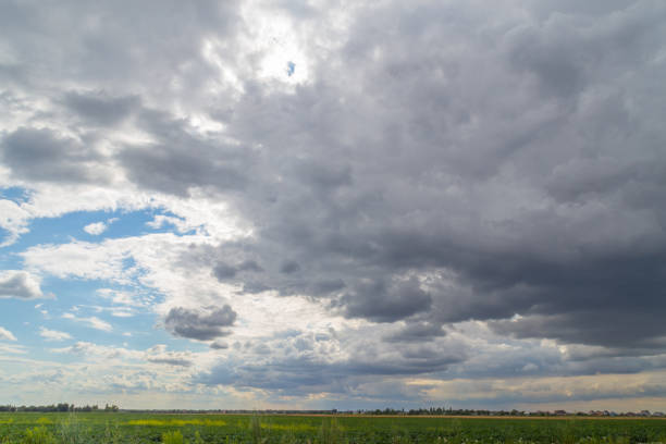 Meadow, covered tall grass and dandelions with ripe downy seed heads closeup against the sky with clouds