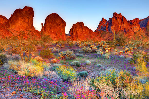 コファ国立野生動物保護区(アリゾナ州) - arizona desert mountain american culture ストックフォトと画像