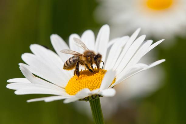 istock bee or honeybee on white flower of common  daisy 1170495883