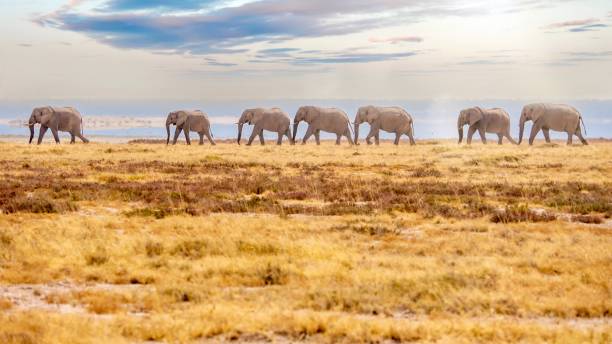 A herd of seven wild African elephants (Loxodonta) walking in a single file line, with the intense heat from the ground creating a shimmering effect around their bodies. Etosha National Park, Namibia. stock photo