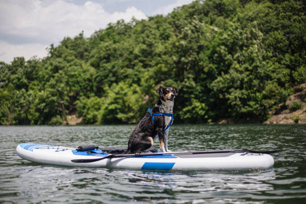 istock The kayaking expert dog 1170497570
