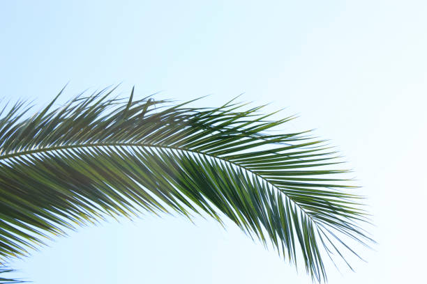 istock Palm tree, blue sky background, nature garden 1170498022