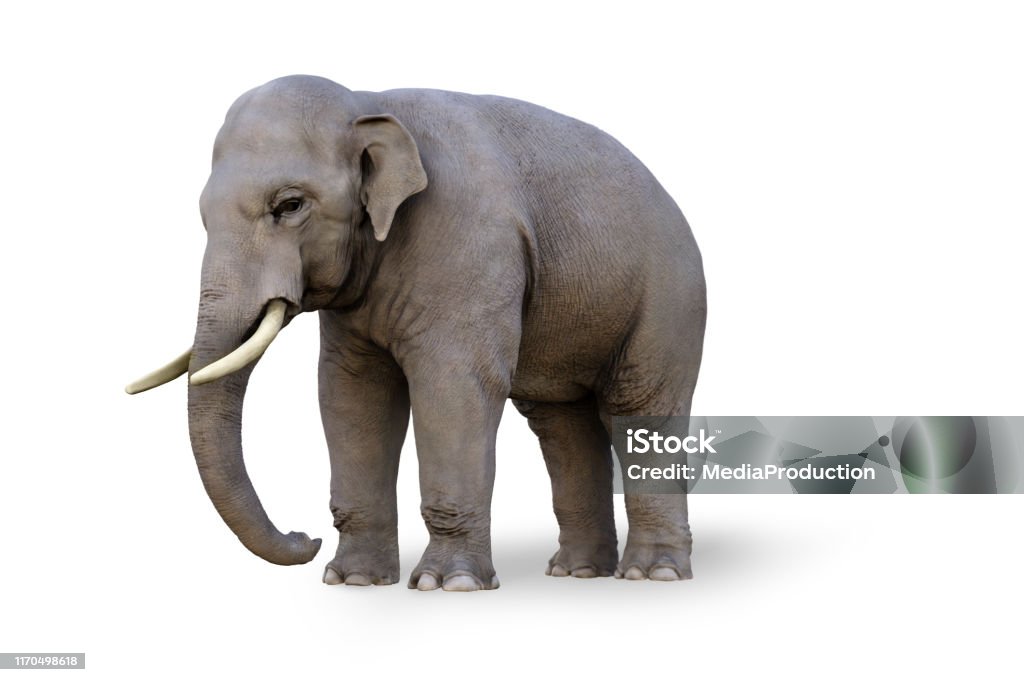 Asiatischer Elefant isoliert auf weiß - Lizenzfrei Asiatischer Elefant Stock-Foto Asiatischer Elefant isoliert auf weiß - Lizenzfrei Asiatischer Elefant Stock-Foto