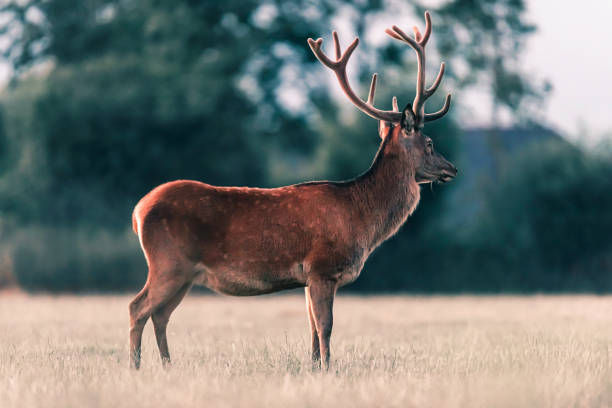 istock Red deer stag in meadow in evening sunlight. 1170498641