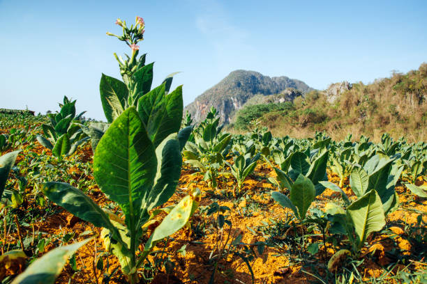 Tobacco fields in Vinales, Cuba