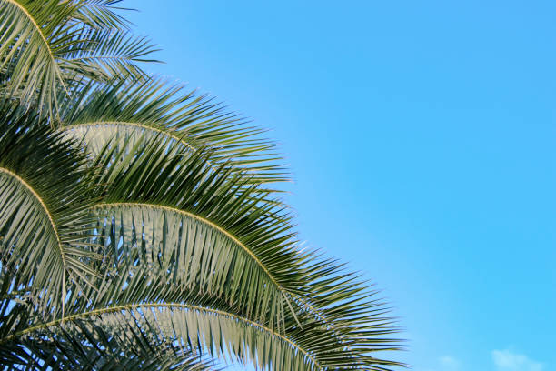 istock Palm tree, blue sky background, nature garden 1170498777