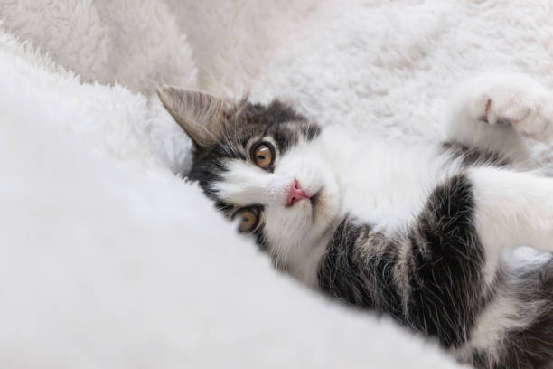 istock close up of norwegian forest cat kitten on white blanket 1170498782