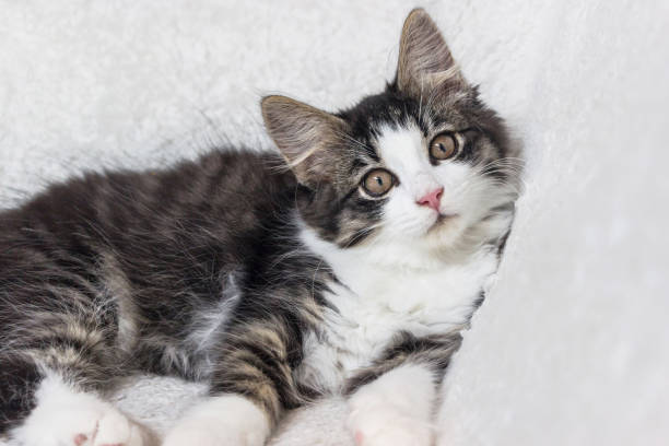 istock close up of norwegian forest cat kitten on white blanket 1170498791