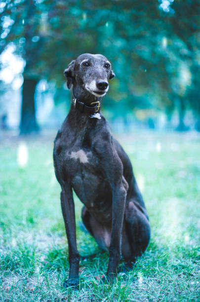 istock cute dog in nature park 1170499309