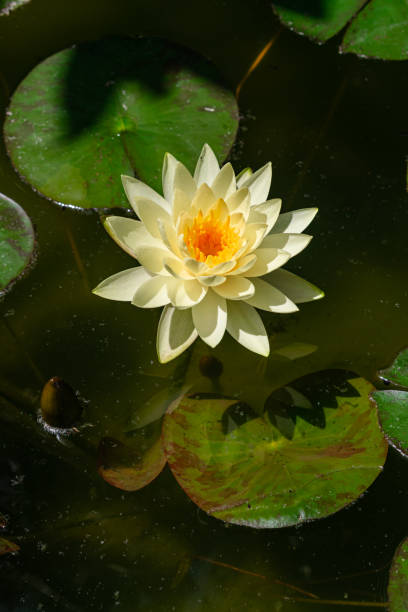 weißwasserlilie (nymphaea chromatella) - water lily lily water water garden stock-fotos und bilder