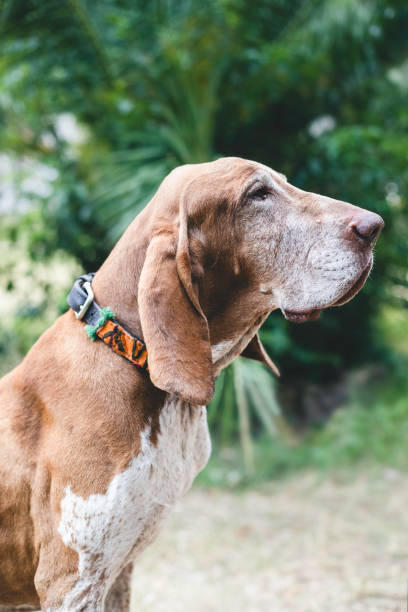 istock cute dog in nature park 1170499366