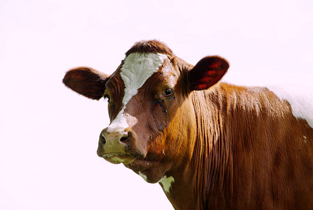 istock Portrait of a cow 117049975