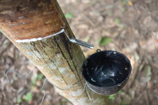 Rubber tree (Hevea brasiliensis) produces latex. By using knife cut at the outer surface of the trunk. Latex like milk Conducted into gloves, condoms, tires, tires and so on.