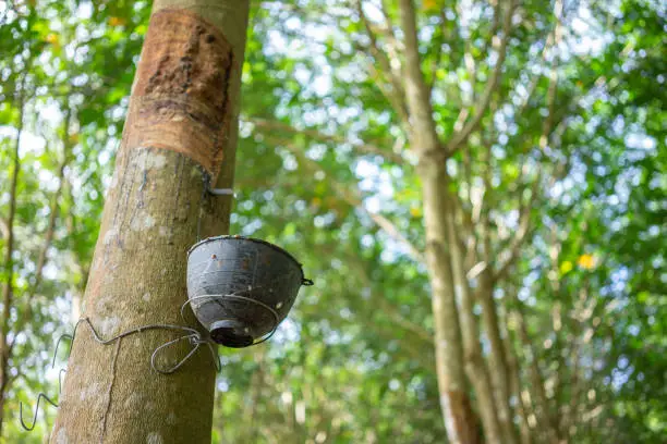 Rubber tree (Hevea brasiliensis) produces latex. By using knife cut at the outer surface of the trunk. Latex like milk Conducted into gloves, condoms, tires, tires and so on.