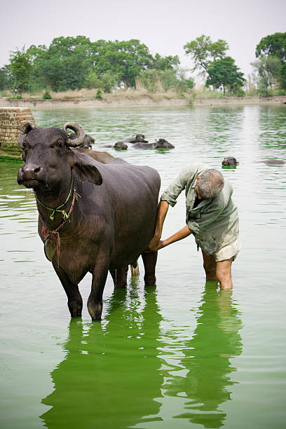 Indian Rural Man giving bath to his Domestic Cattle in a pond...