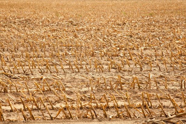 istock stubble or field after harvest 1170500856