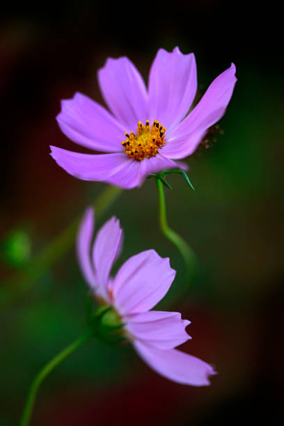 istock pink cosmos fllowers 1170501516