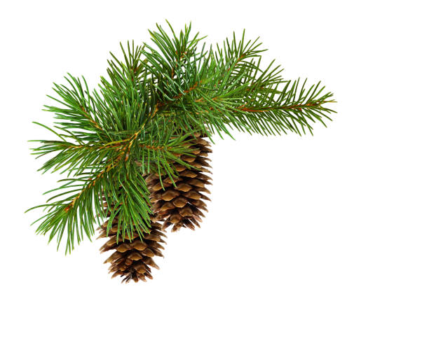Christmas arrangement with pine twigs and cones Christmas arrangement with pine twigs and cones isolated on white needle plant part stock pictures, royalty-free photos & images