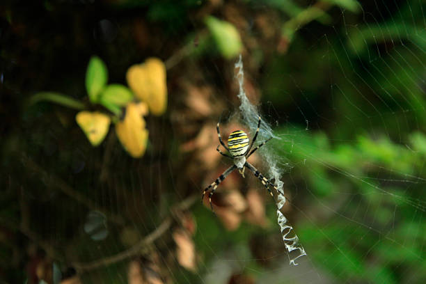 istock colorful spider in summer garden 1170501998