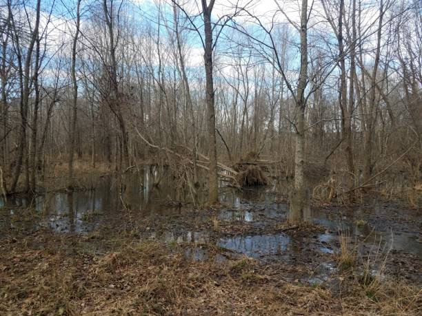 istock water and trees in forest in wetland area 1170504929