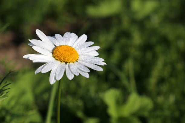 istock Daisy flower with water drops close-up on a green meadow 1170505219