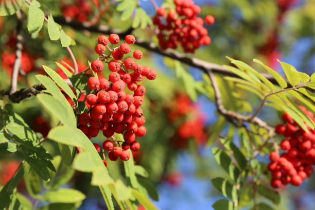 istock Rowan berries growing on a tree branch in sunny day, close-up 1170506001