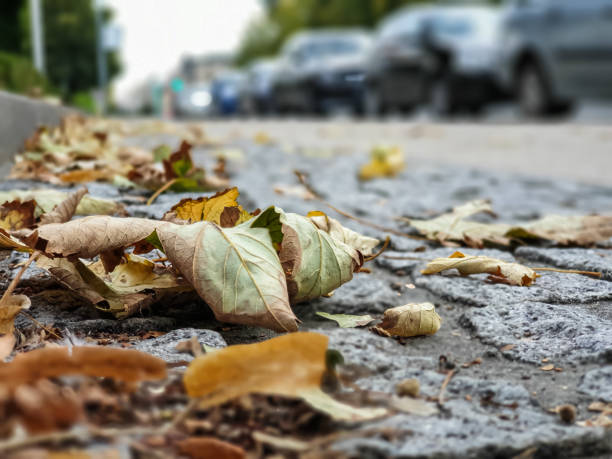 istock autumn leaves on ground of sidewalk 1170506059