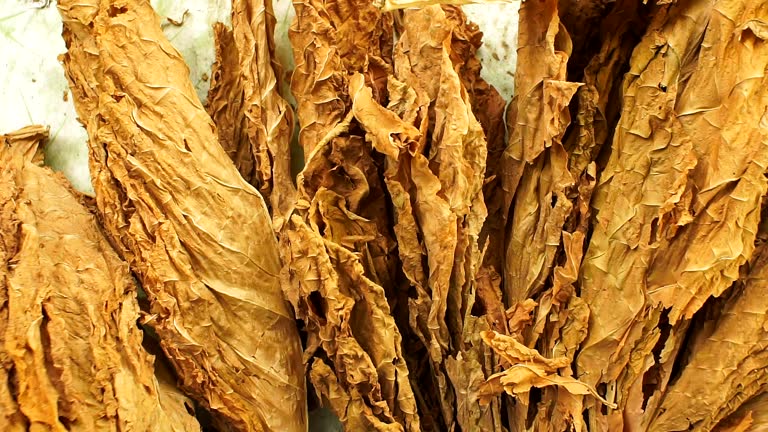 dry tobacco leaves close-up of Virginia tobacco