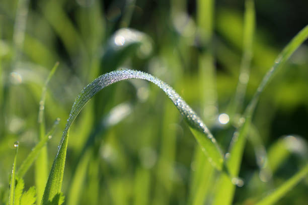 istock Dew on a blade of green grass, macro shot 1170506254