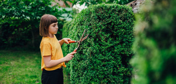 istock Girl pruning hedge with hand shears 1170507203