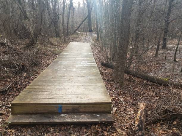 istock boardwalk trail or path in wetland or swamp with trees 1170507479