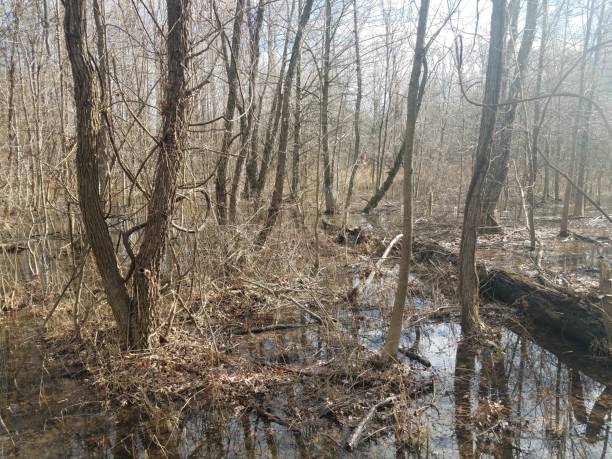 istock water and leaves in forest or woods with trees 1170507525