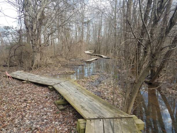 istock boardwalk trail or path in wetland or swamp with trees 1170507533
