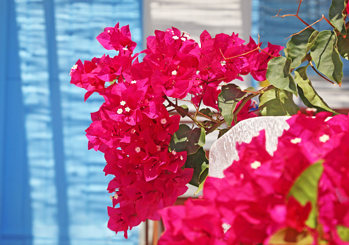 close up of blooming bougainvillea flower at Koufonisia islands Cyclades Greece - turquoise door background