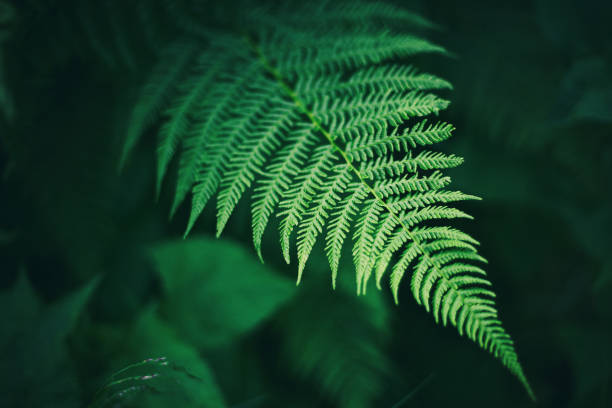 istock fern in the forest, leaf texture. Abstract natural background 1170508415